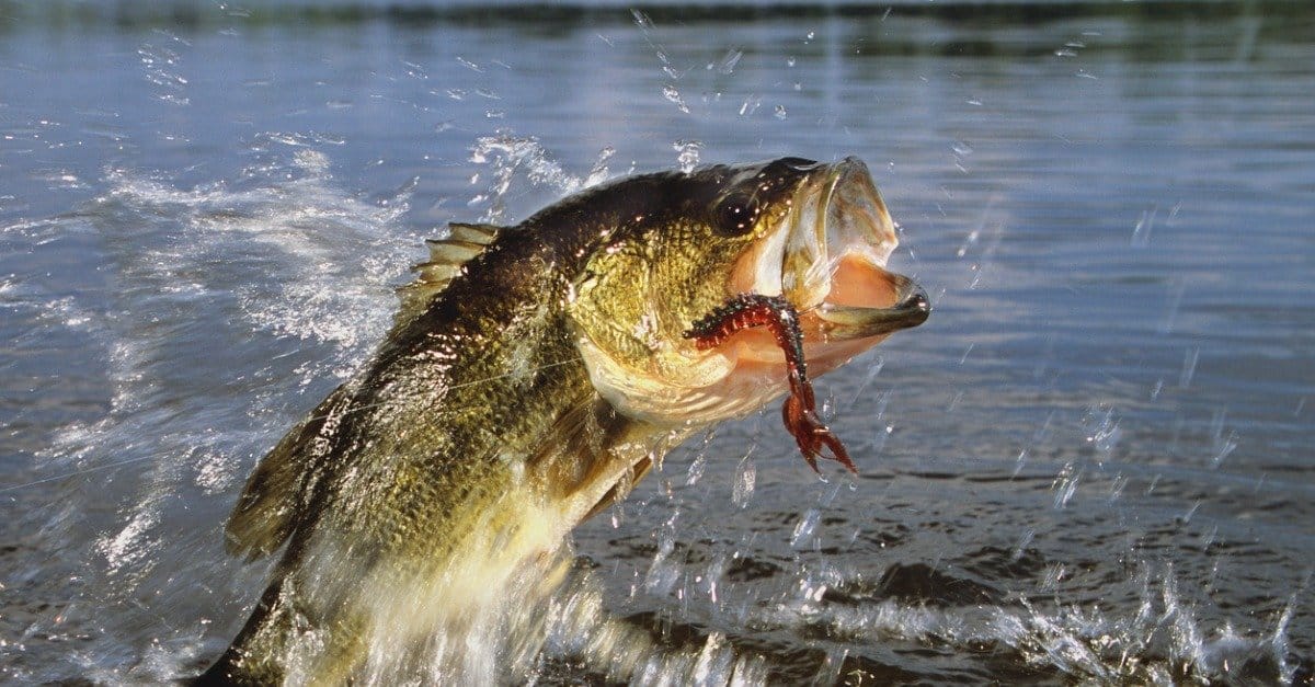 Largemouth Bass Fishing in San Angelo and west Texas