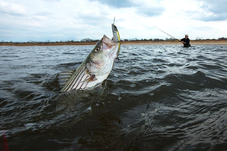 Striped bass being caught in san angelo tx